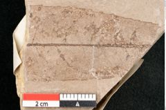 Foto (Detailansicht) von Rhytisma juglandis Ettingshausen (NHMW-GEO-2024-0188-6397)